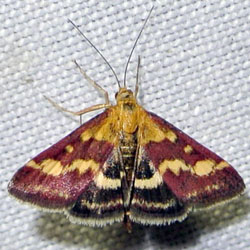 FotD